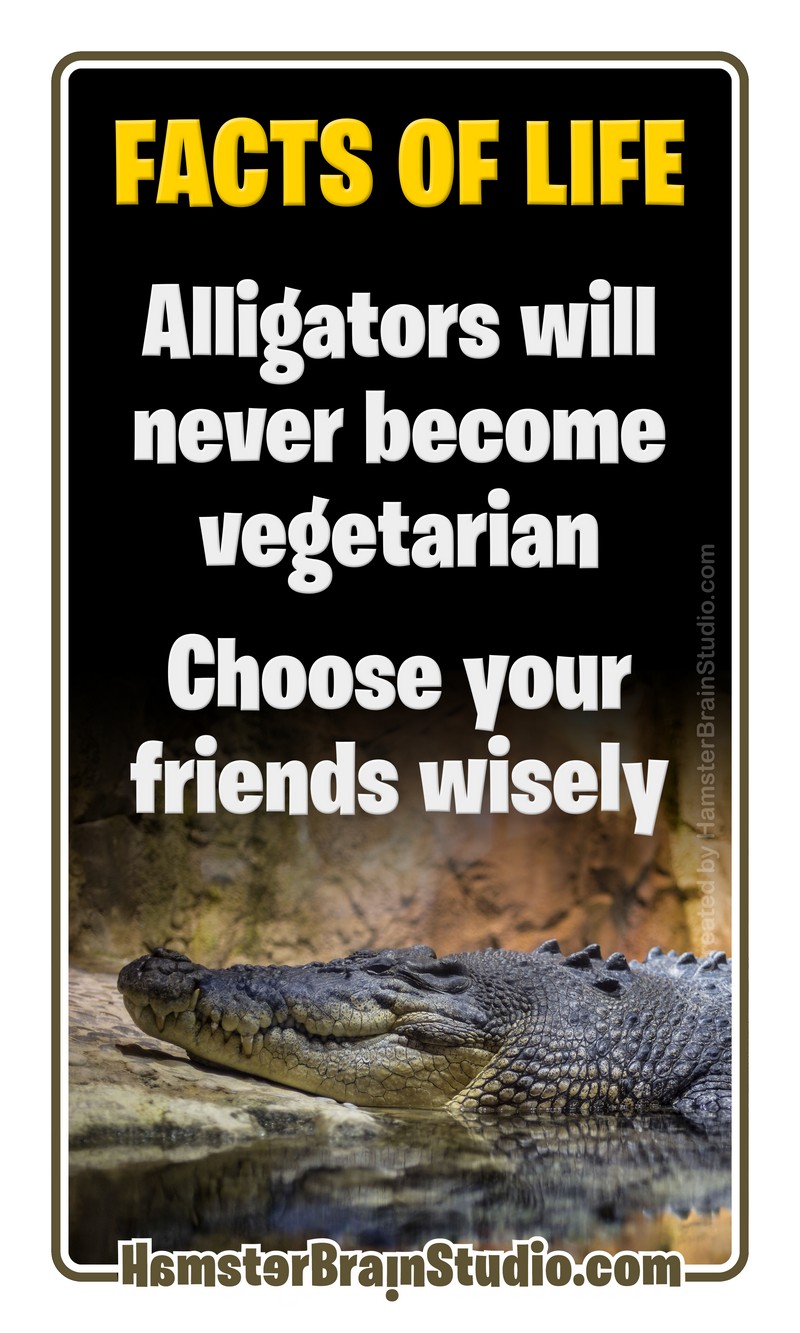 Alligators and friends
